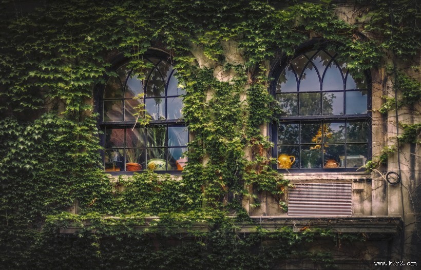 绿油油的爬山虎图片