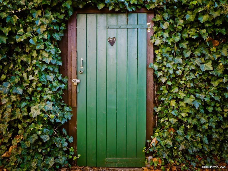 绿油油的爬山虎图片