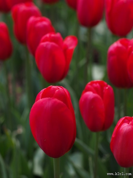 大红色郁金香图片