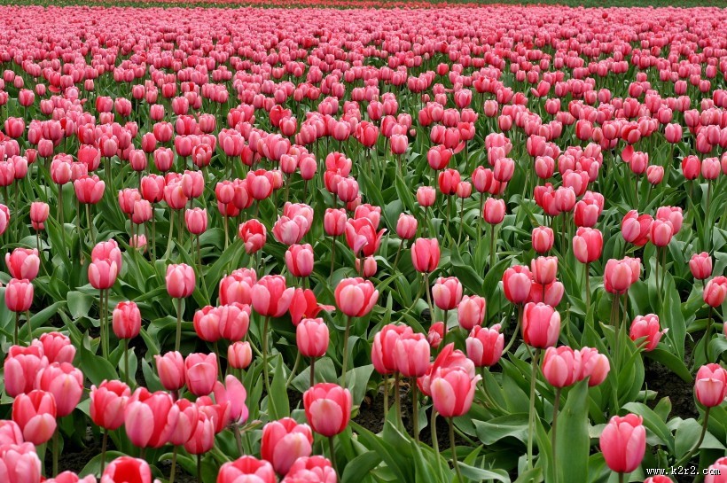 郁金香花田图片