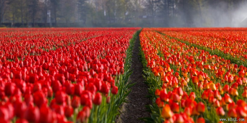 郁金香花田图片