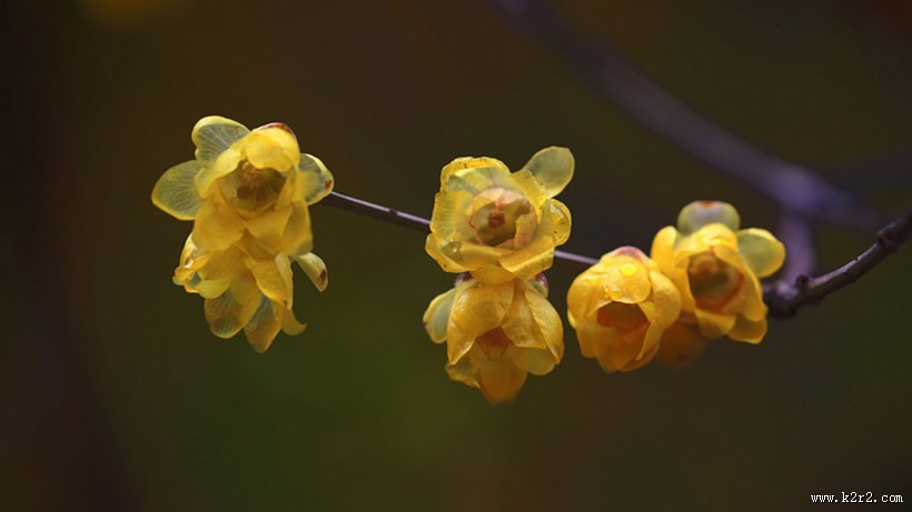 黄色腊梅花图片
