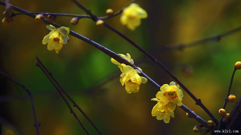 黄色腊梅花图片