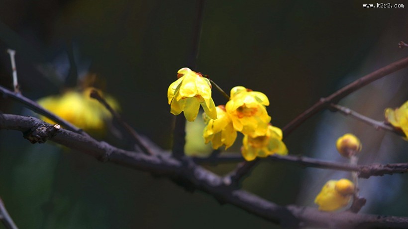 黄色腊梅花图片