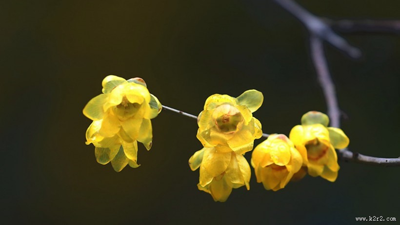 黄色腊梅花图片