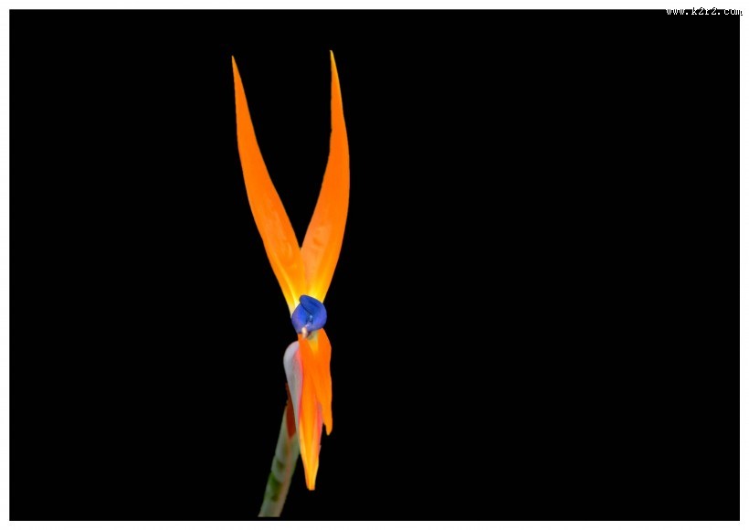 黑色背景的鹤望兰图片