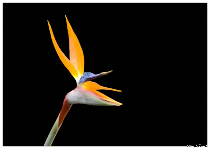 黑色背景的鹤望兰图片