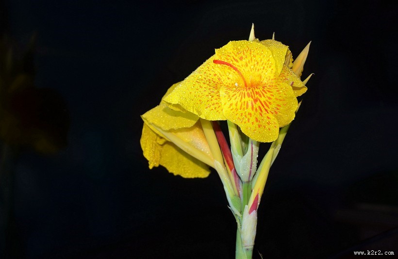 好看的美人蕉图片