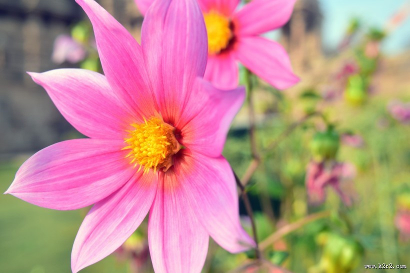 盛开的紫色大丽花图片