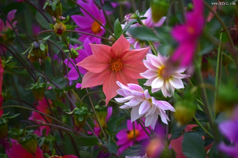 盛开的紫色大丽花图片