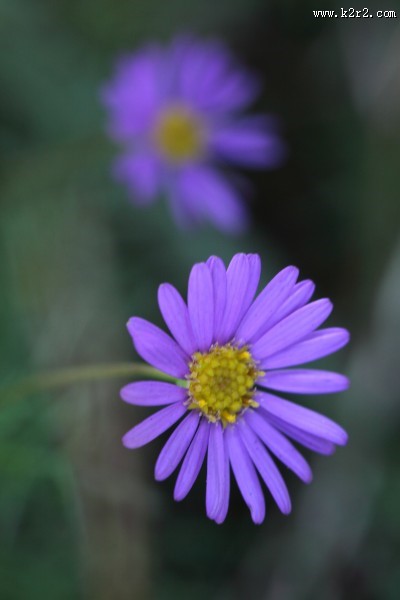 色彩艳丽的菊花图片大全