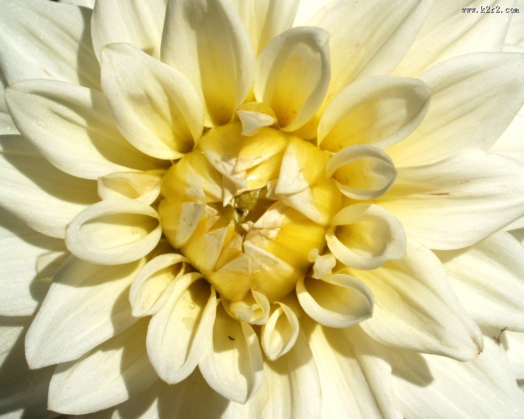 色彩艳丽的菊花图片大全