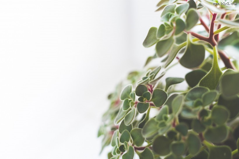 清新的绿植盆栽图片