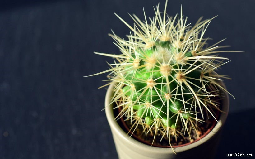 绿油油的仙人掌盆栽图片