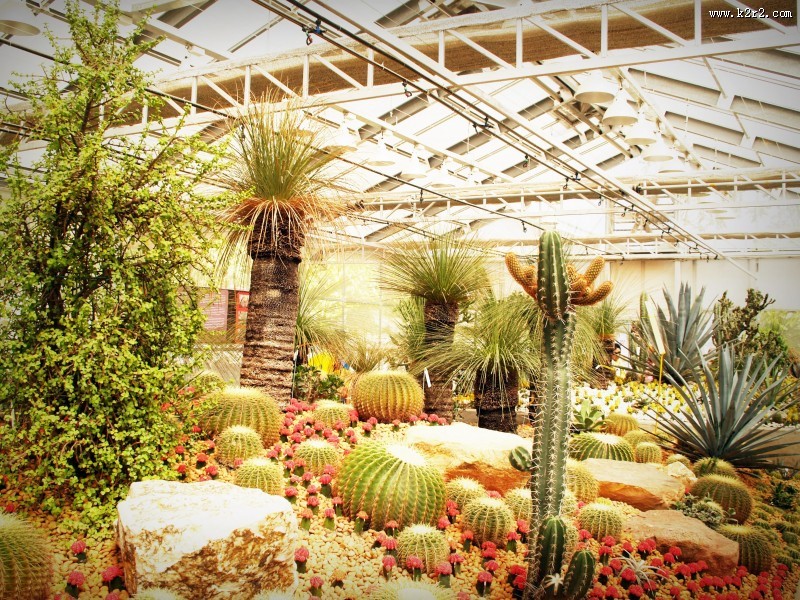 彩色的仙人掌图片