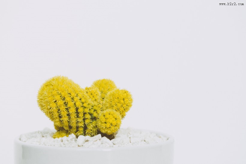 彩色的仙人掌图片