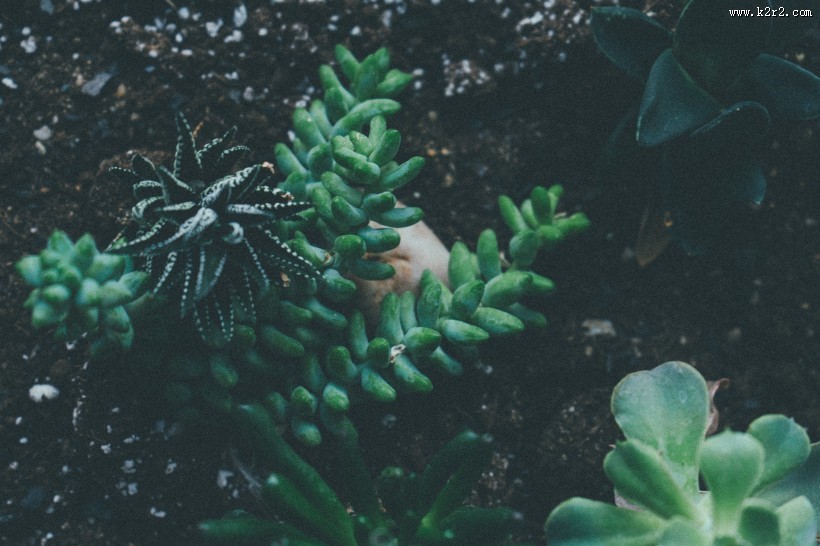 肥厚多汁的多肉盆栽图片