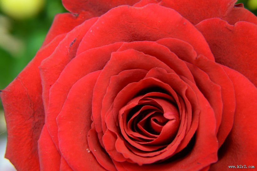 红玫瑰高清图片