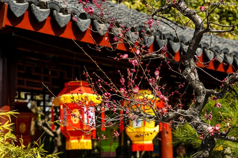 黄色和粉色腊梅花图片大全