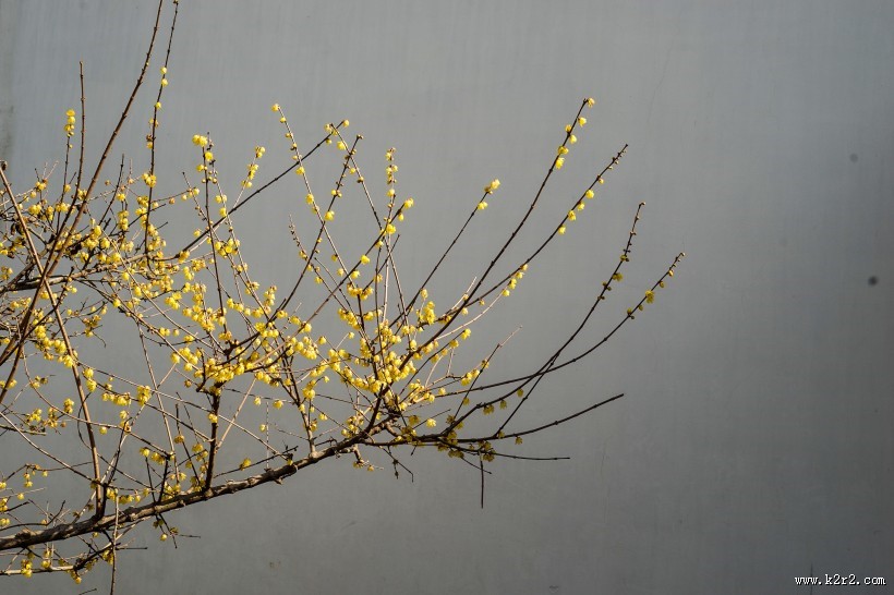 黄色和粉色腊梅花图片大全