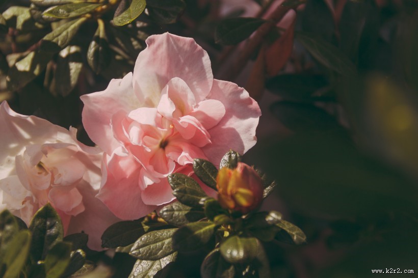 淡雅的粉玫瑰图片