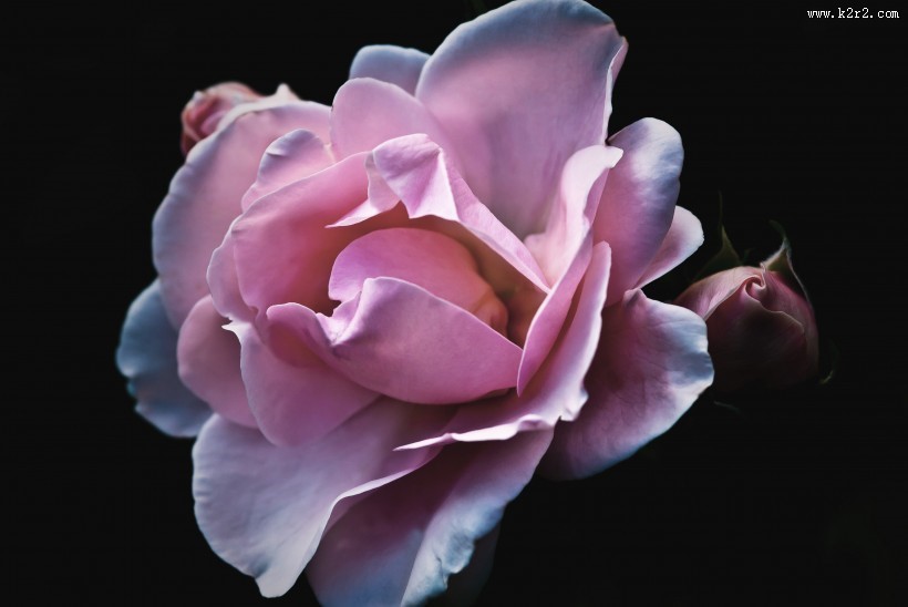 淡雅的粉玫瑰图片