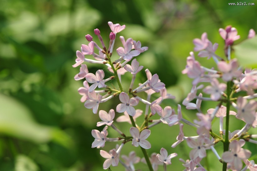 淡雅丁香花图片