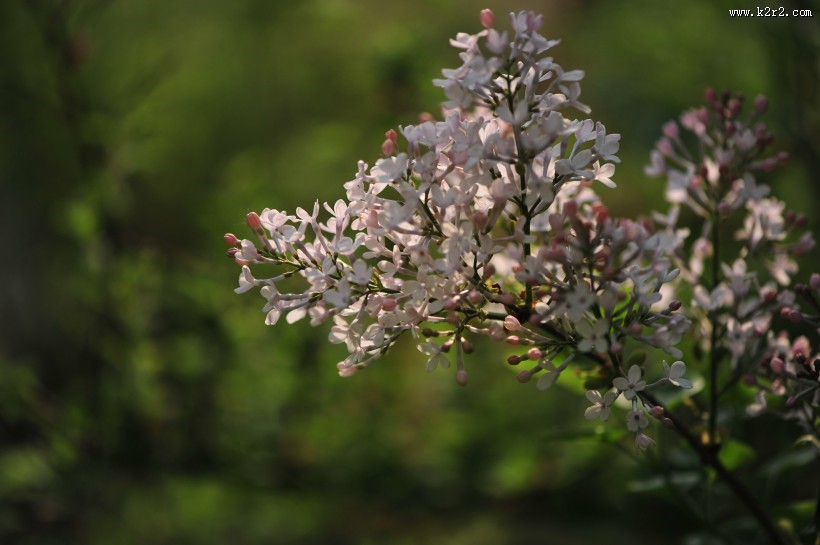 淡雅丁香花图片