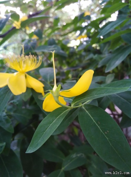 黄色的花朵图片