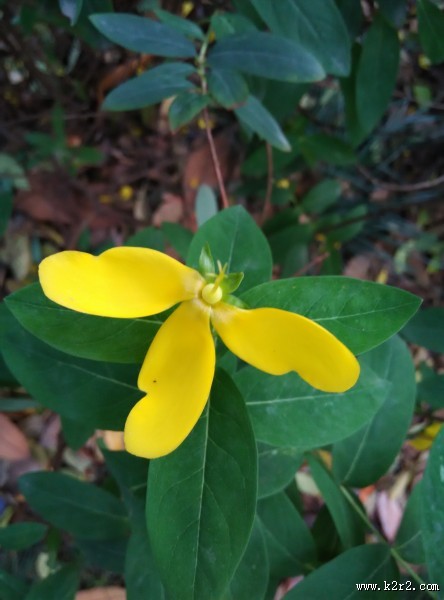 黄色的花朵图片