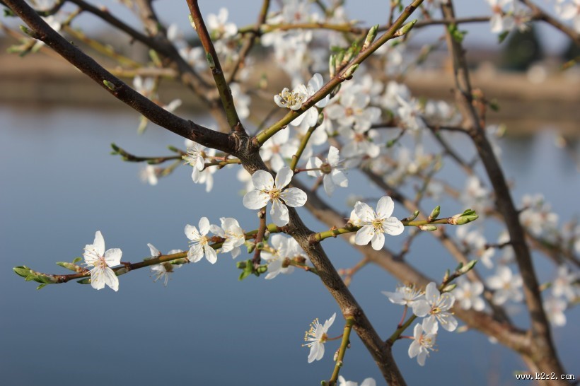 淡雅清新的樱花图片大全