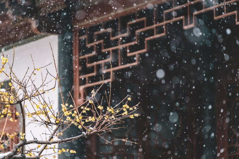 好看的腊梅图片