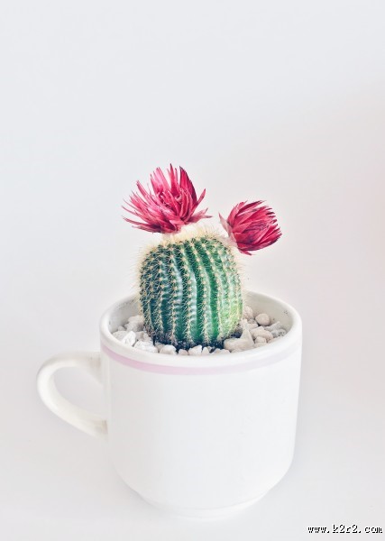 仙人掌盆栽图片大全