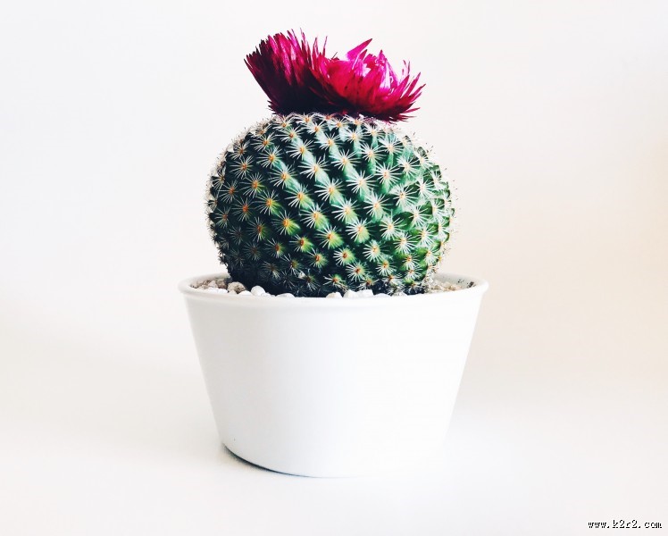 仙人掌盆栽图片大全