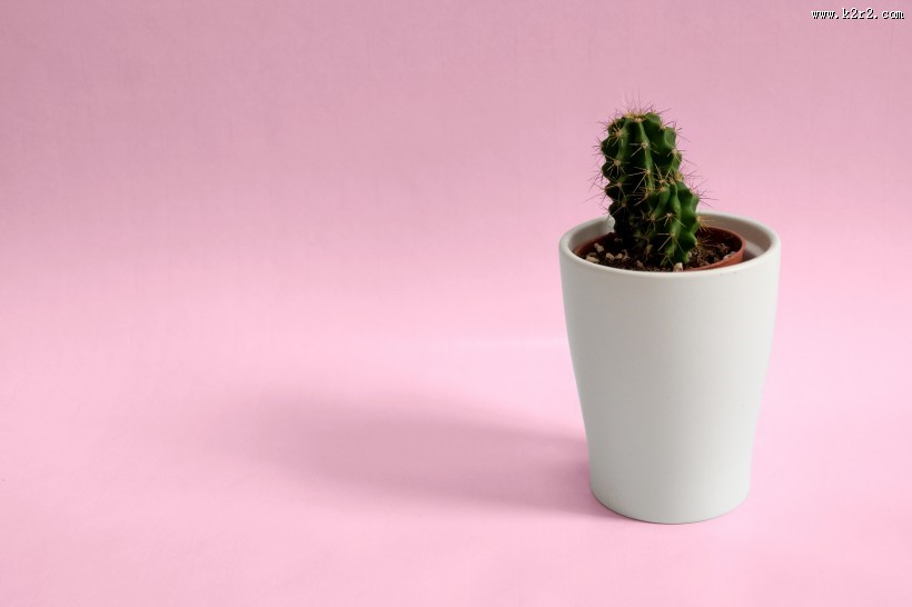 仙人掌盆栽图片大全