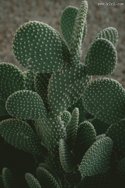 仙人掌高清图片
