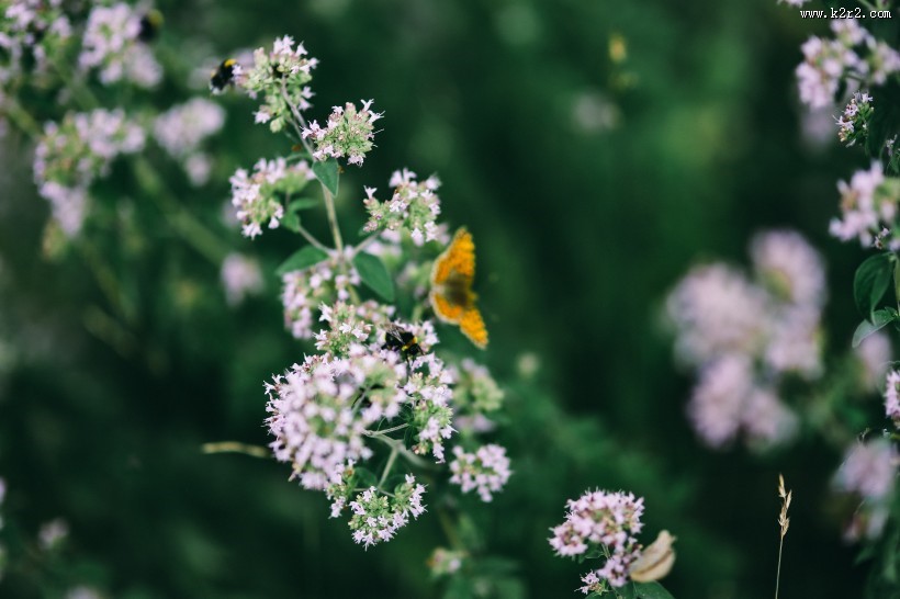 花园里的花花草草图片