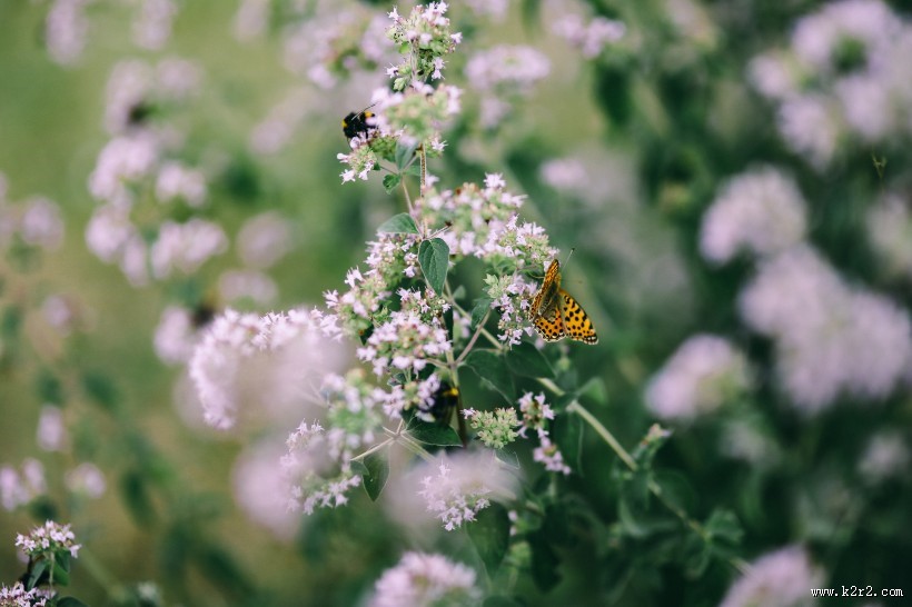 花园里的花花草草图片