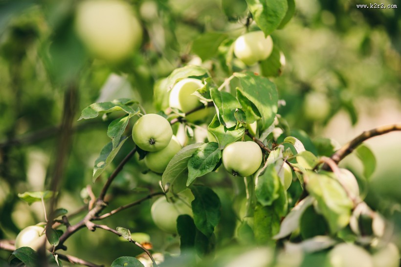 花园里的花花草草图片