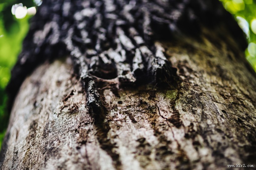 森林植物的特写图片大全