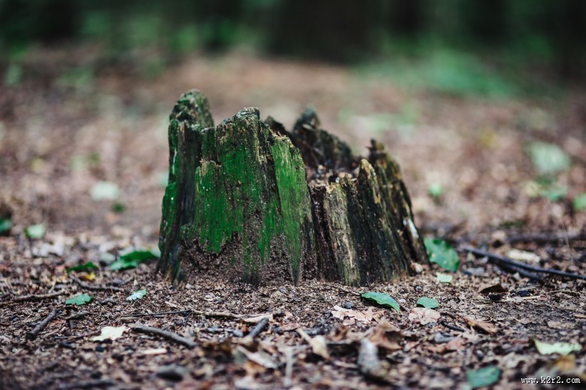 森林植物的特写图片大全