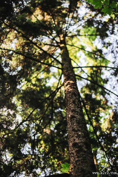 森林植物的特写图片大全