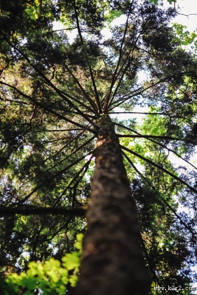 森林植物的特写图片大全