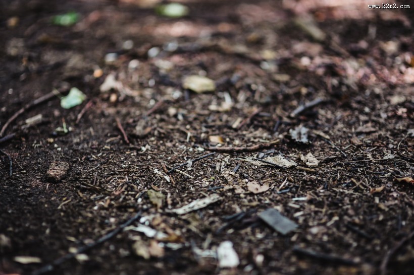 森林植物的特写图片大全