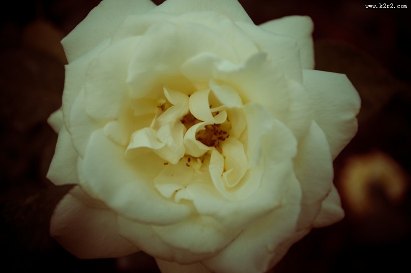 各种颜色的月季花图片大全