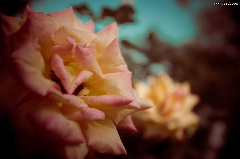 各种颜色的月季花图片大全