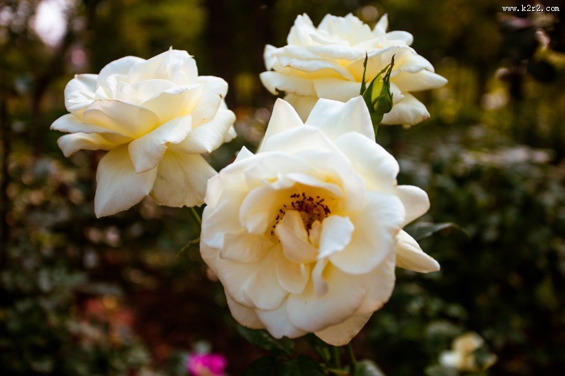 各种颜色的月季花图片大全