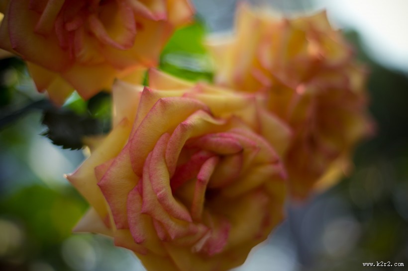 各种颜色的月季花图片大全