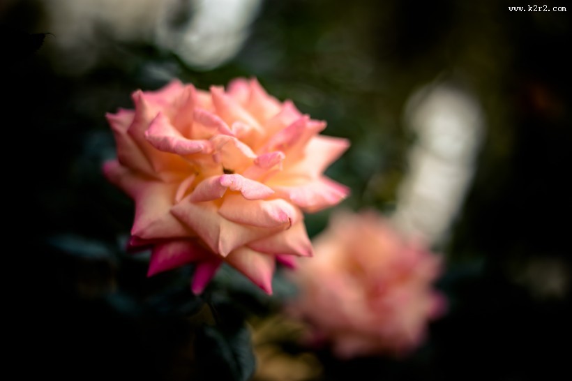 各种颜色的月季花图片大全