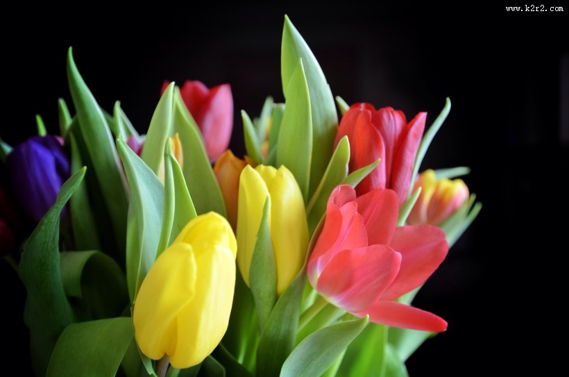 盛开的郁金香图片